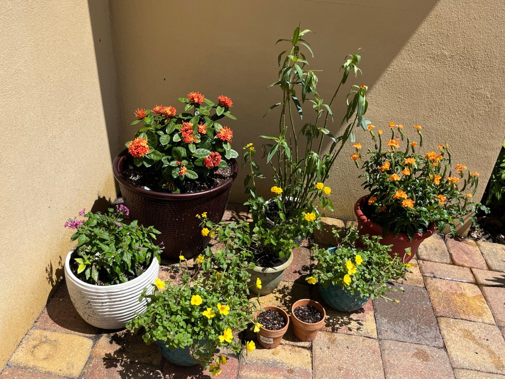 Gardening for my&nbsp;soul