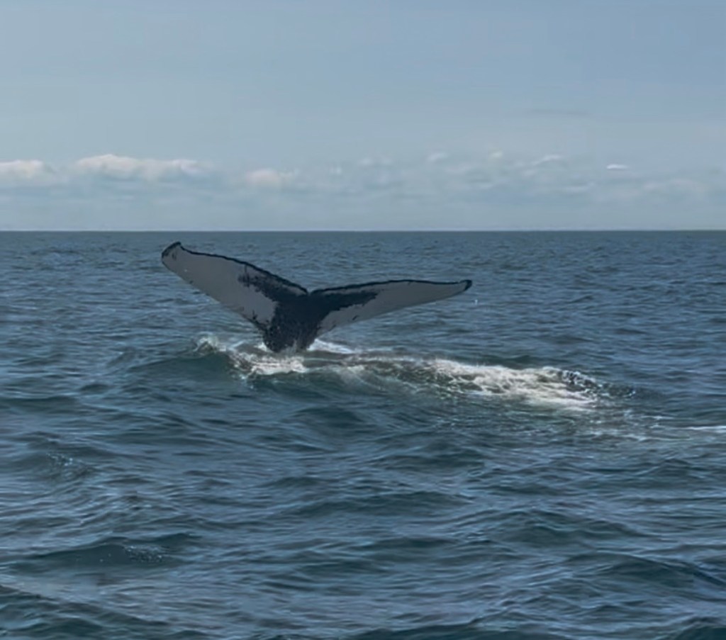 A Whale of a&nbsp;Time!